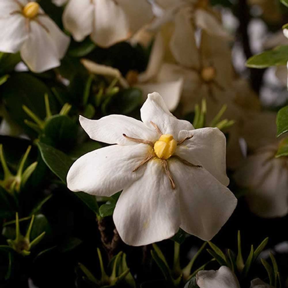 White Fragrant Gardenia Evergreen Shrub 2 Gallon L21089