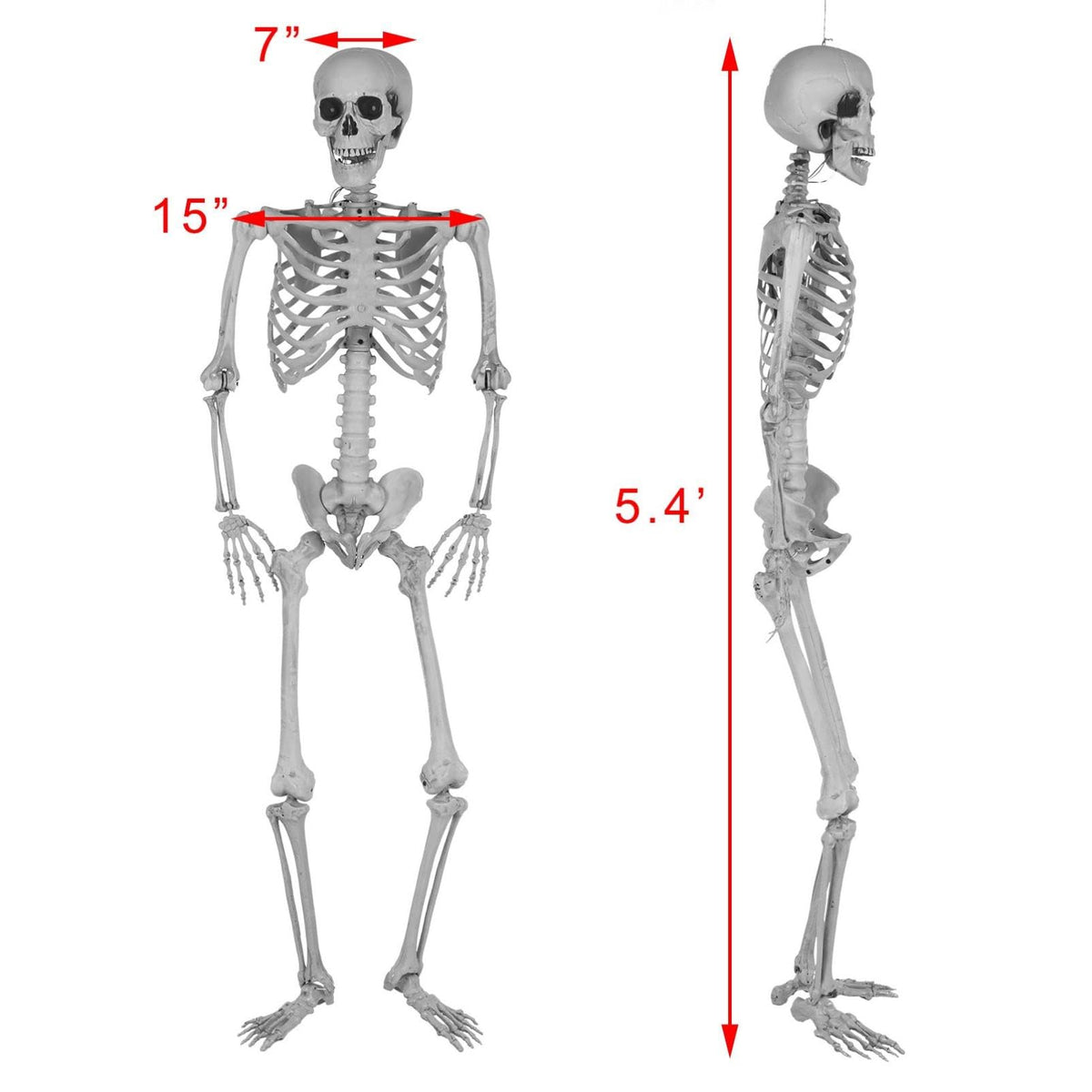 5.4Ft Posable Life Size Full Body Skeleton with Movable Joints N631633