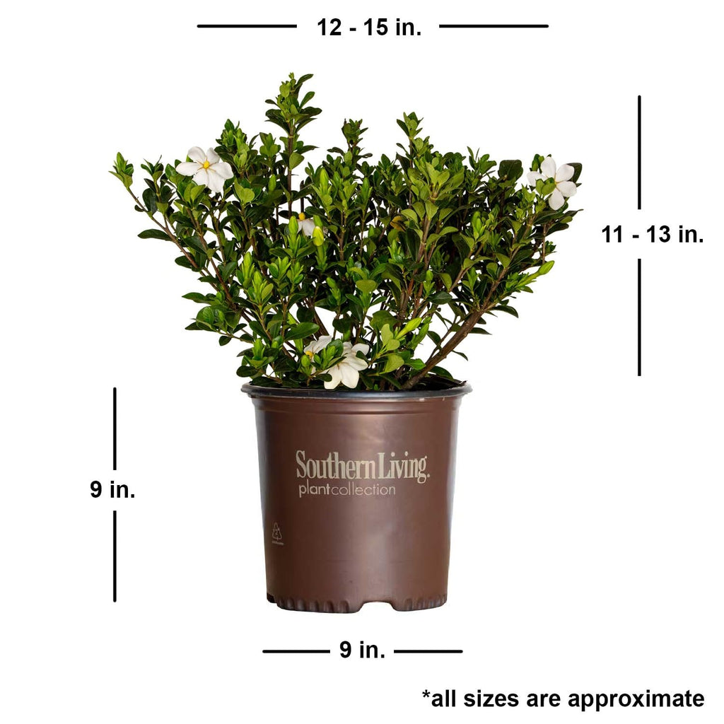 White Fragrant Gardenia Evergreen Shrub 2 Gallon L21089