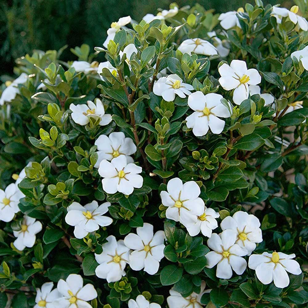 White Fragrant Gardenia Evergreen Shrub 2 Gallon L21089
