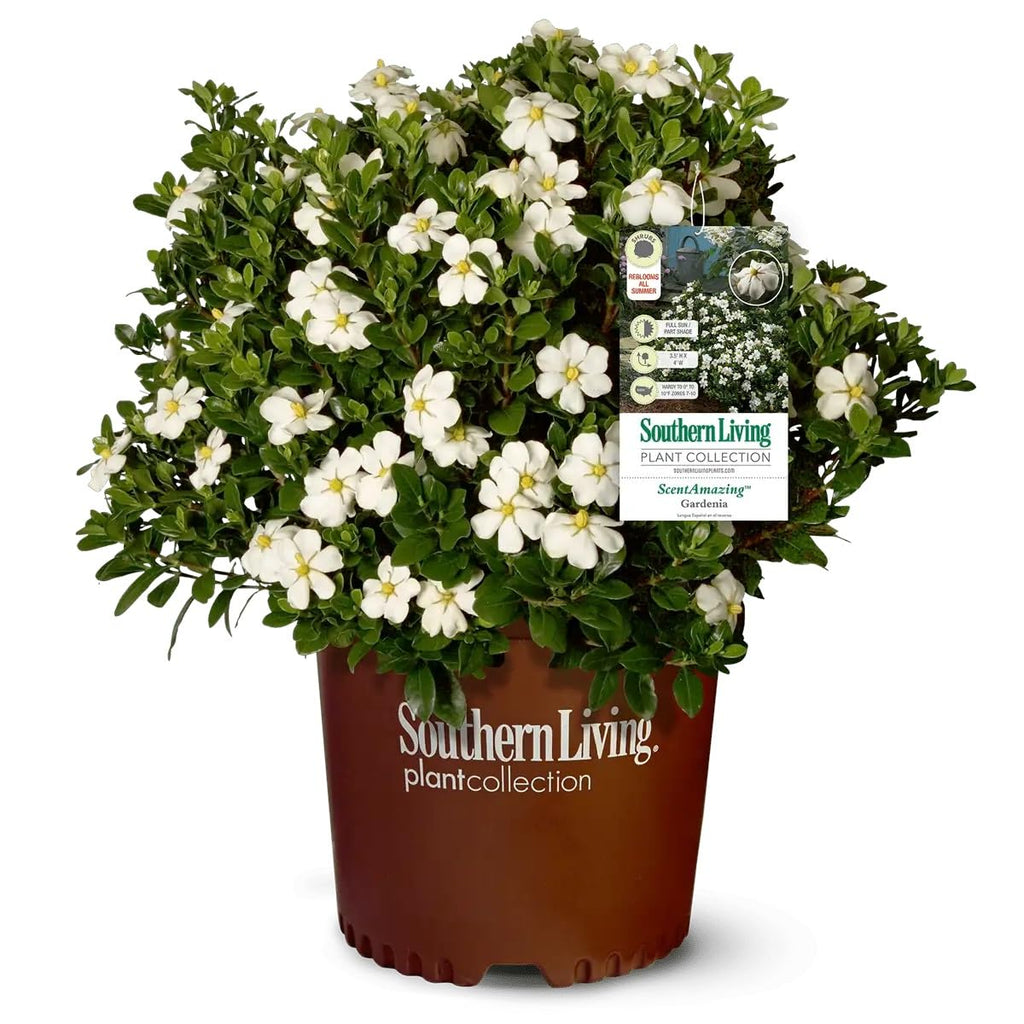 White Fragrant Gardenia Evergreen Shrub 2 Gallon L21089