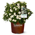 White Fragrant Gardenia Evergreen Shrub 2 Gallon L21089