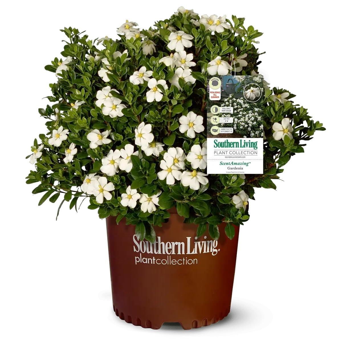 White Fragrant Gardenia Evergreen Shrub 2 Gallon L21089