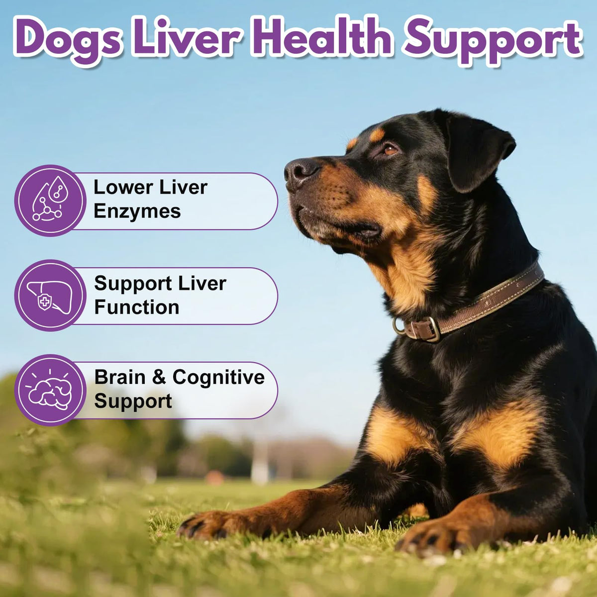 Large Dog Liver Support with 425 mg S-Adenosylmethionine & Silybin A+B, 30 Tablets Q58037