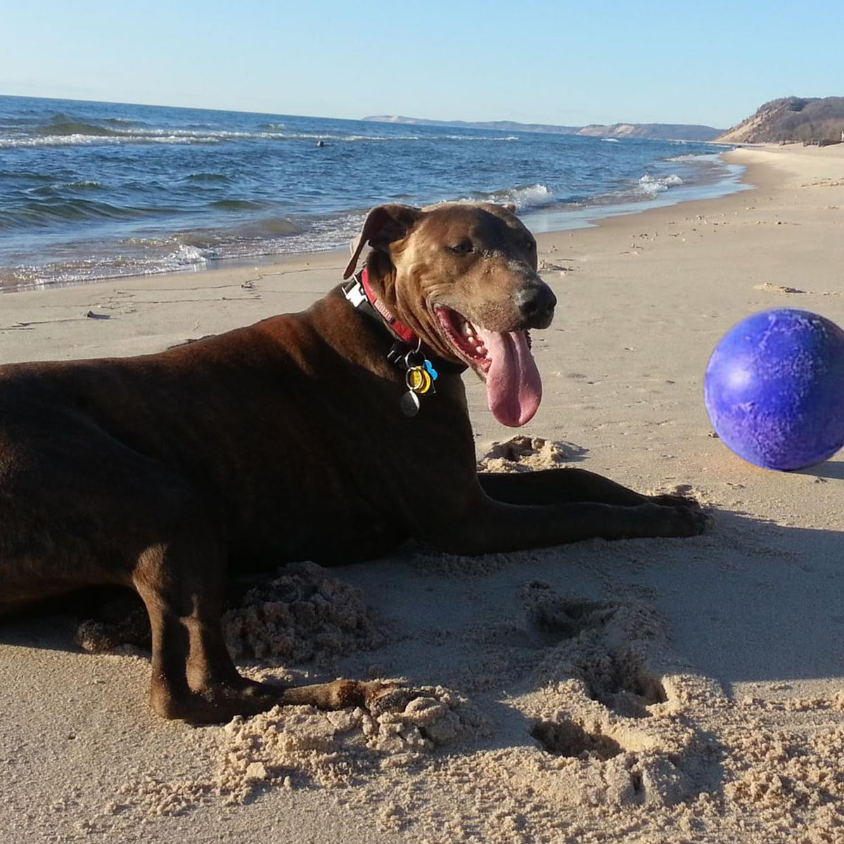 Blue Extra-Large Dog Toy J35587