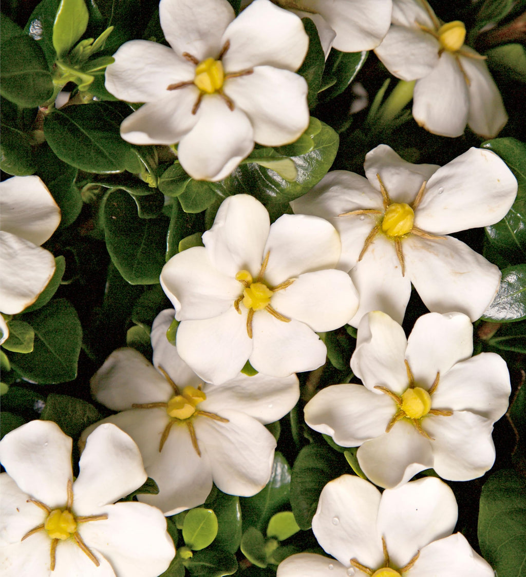 White Fragrant Gardenia Evergreen Shrub 2 Gallon L21089