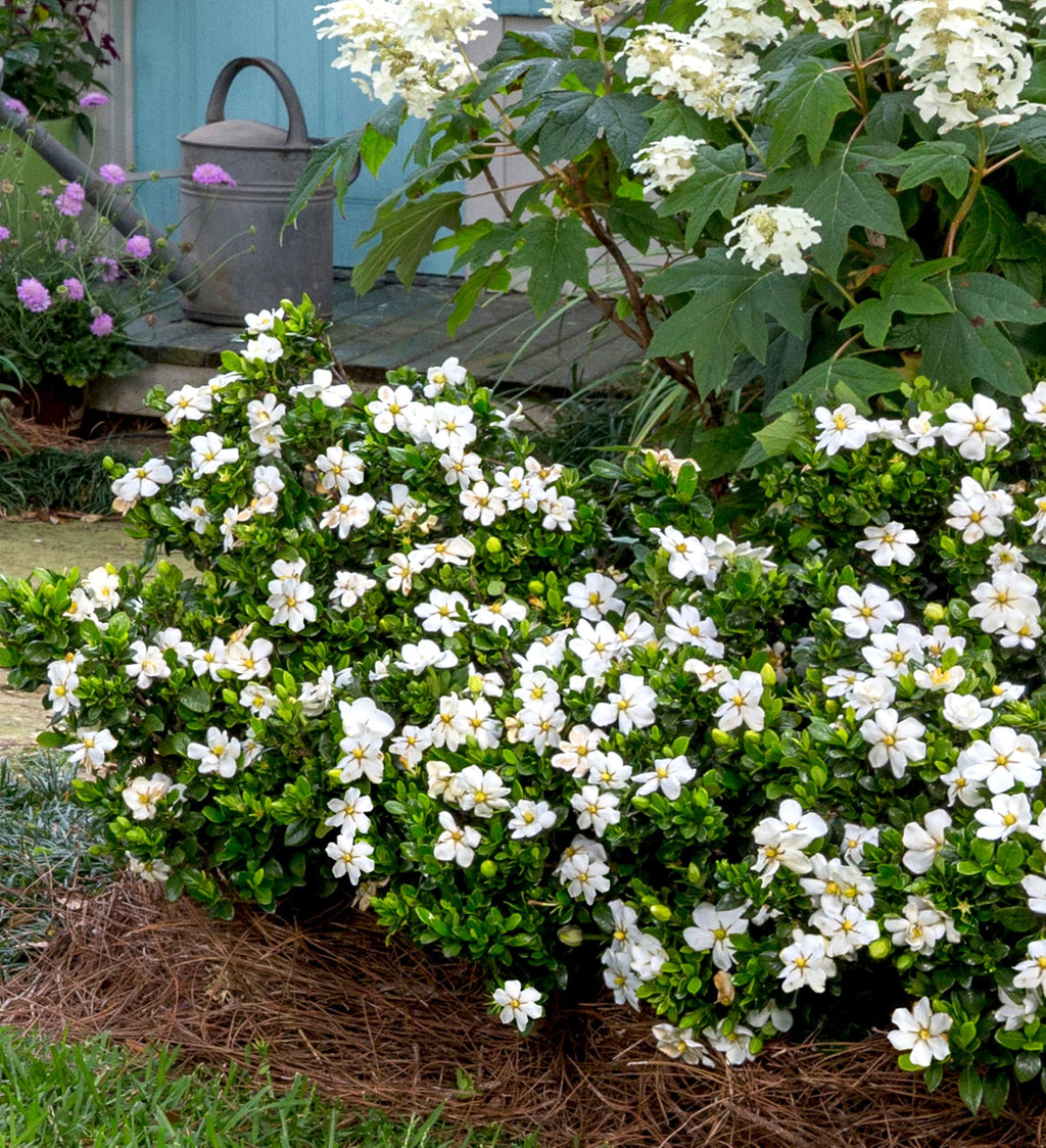 White Fragrant Gardenia Evergreen Shrub 2 Gallon L21089